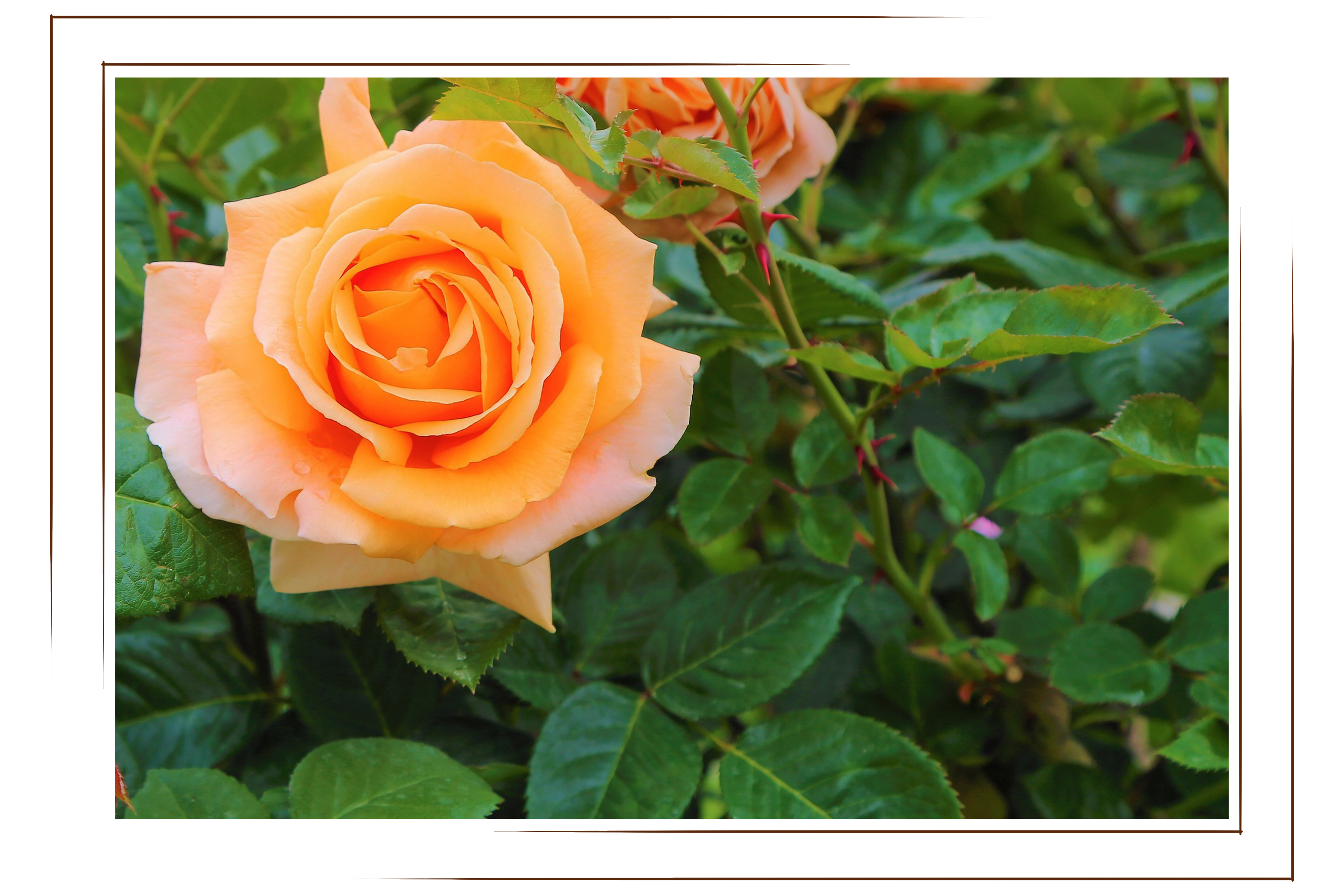 Seventh Heaven, orange rose