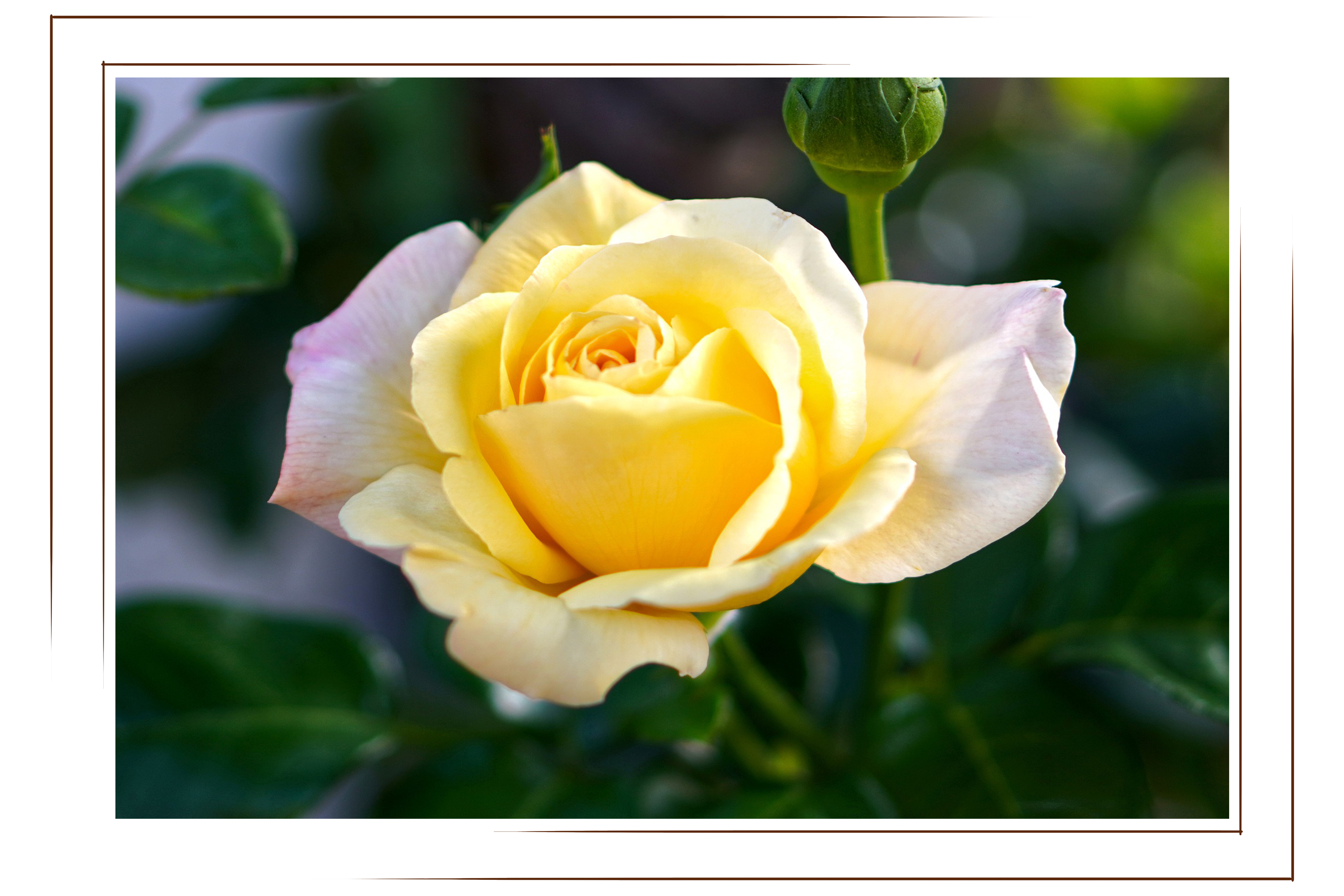 Sunny Sky, yellow rose