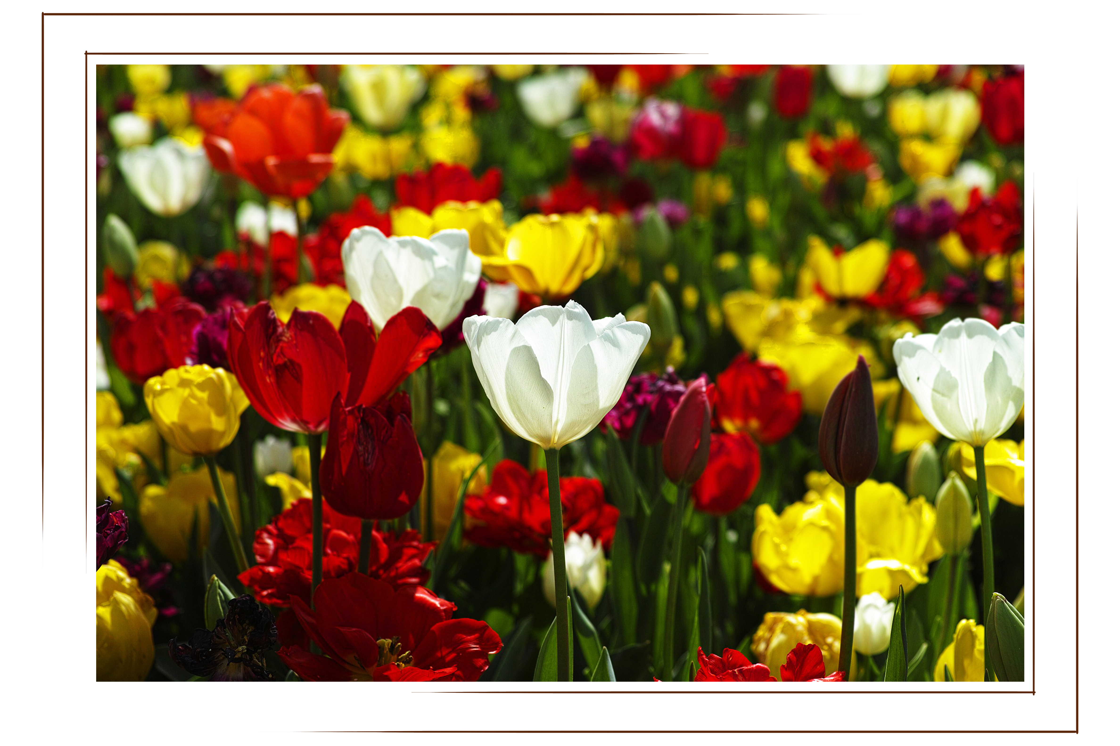 Assorted Tulip Field consisting of red, yellow, and white tulips