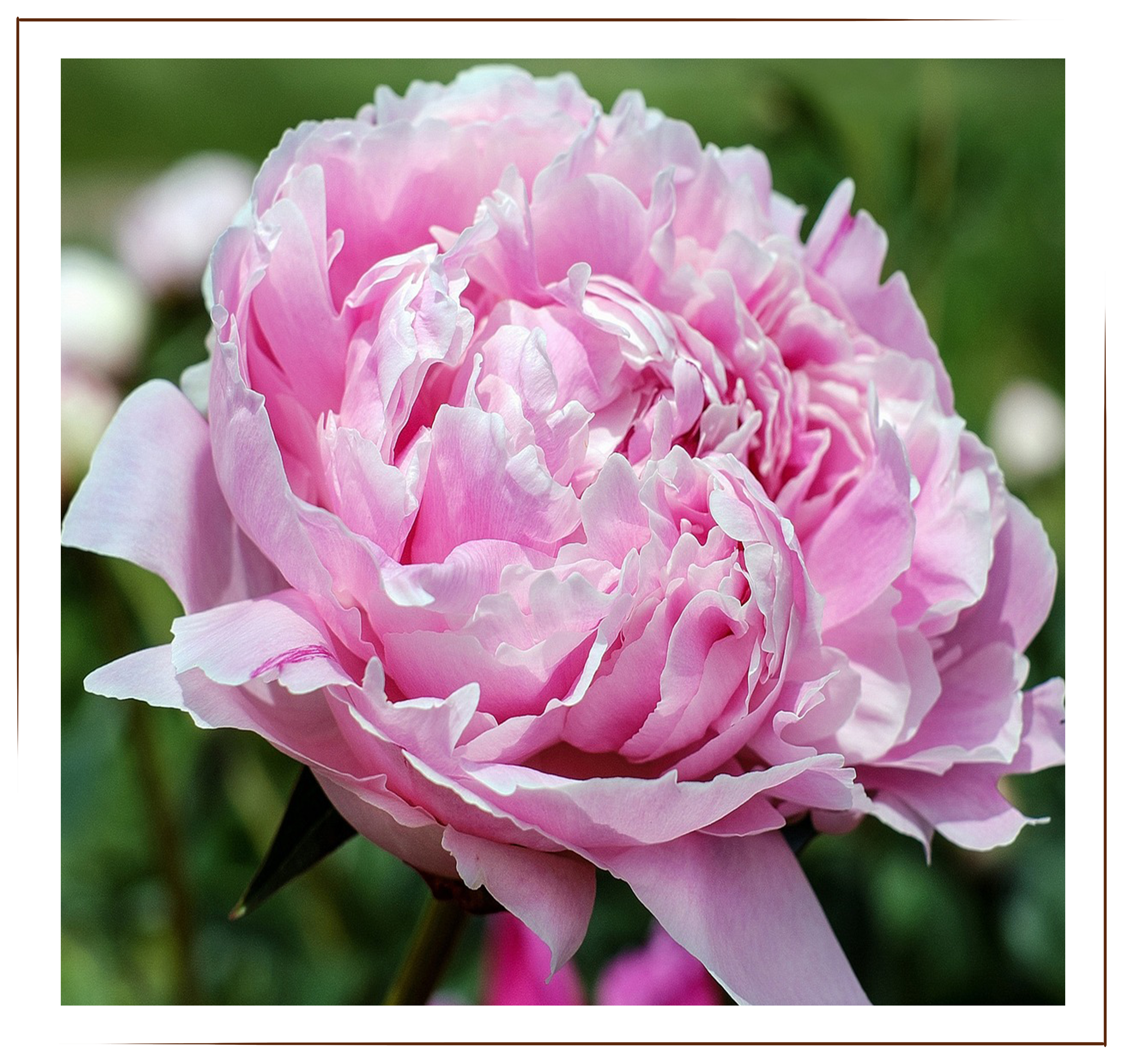 Princess Charlene de Monaco, light pink rose