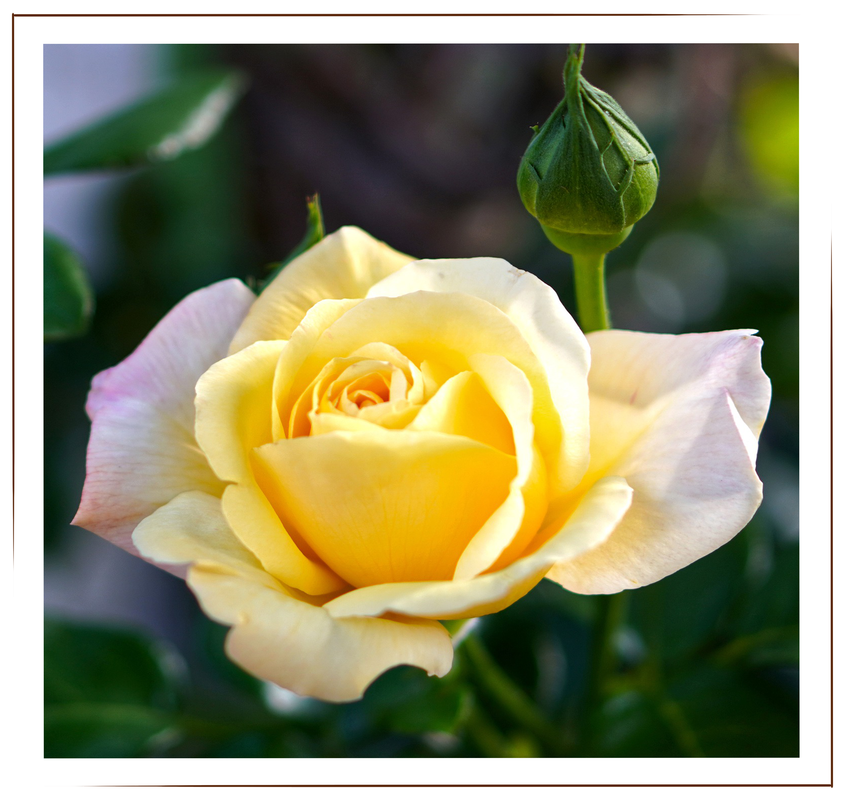 Sunny Sky, yellow rose