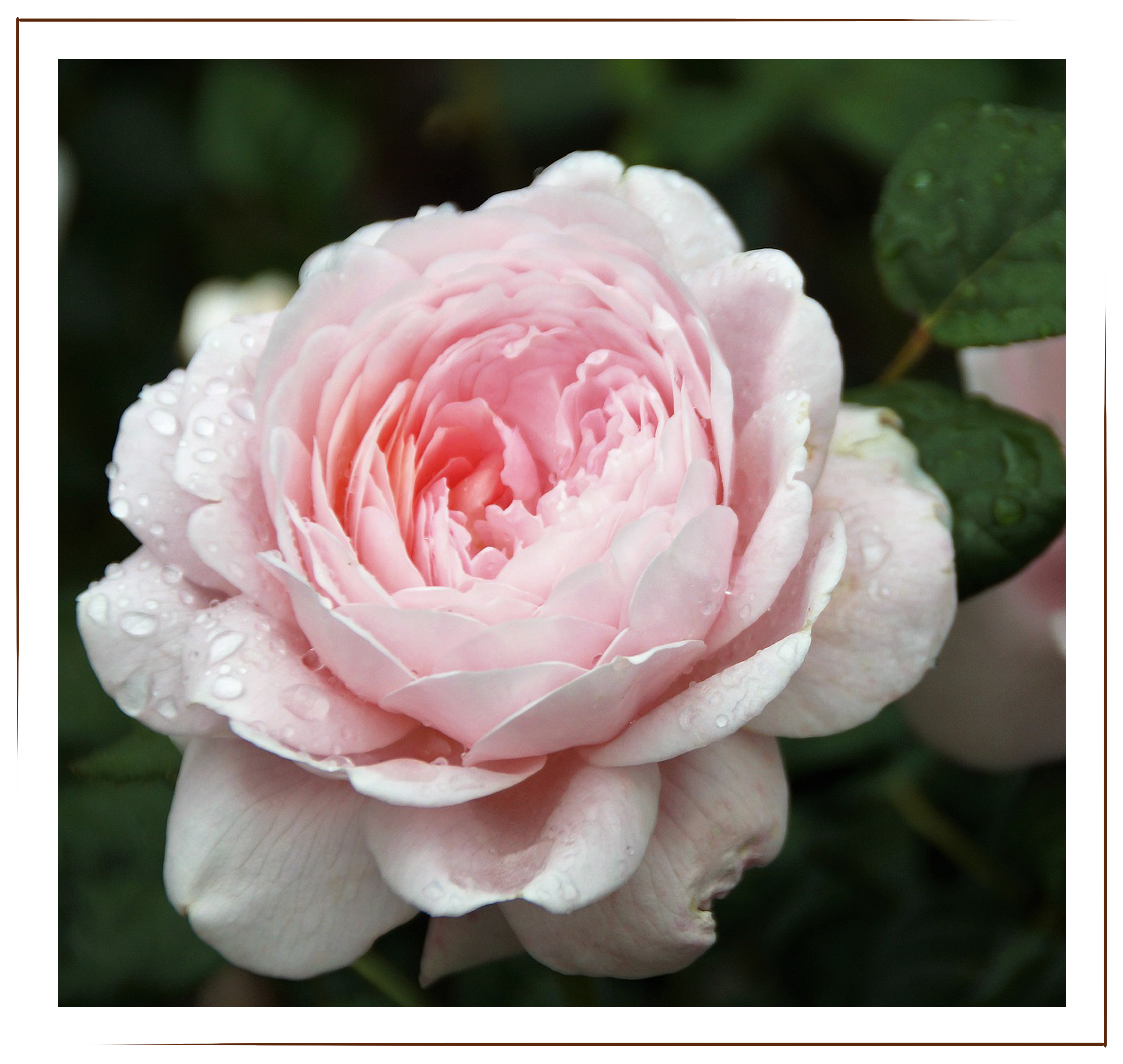 Princess Charlene de Monaco, light pink rose