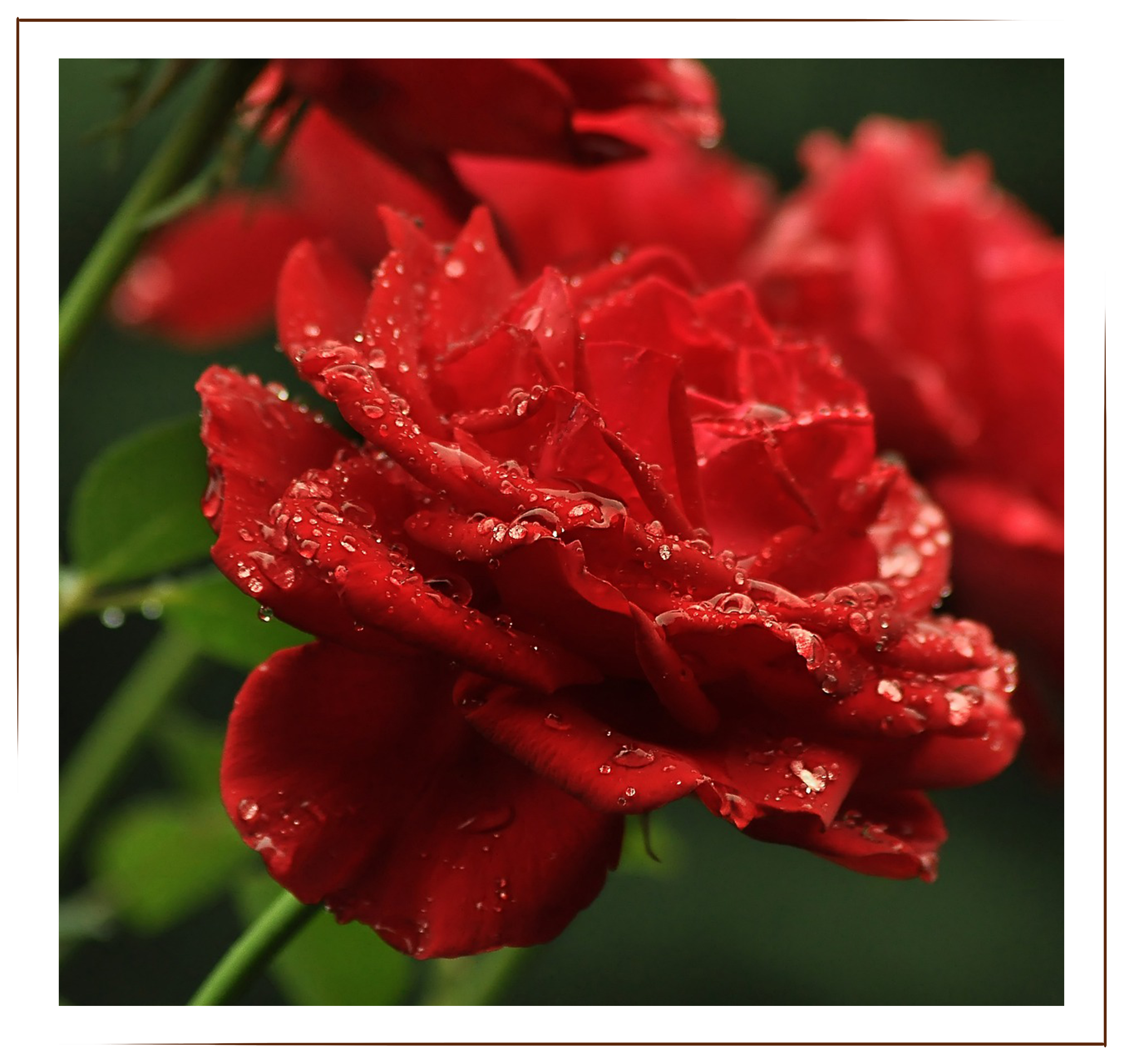 Deep Secret, red rose