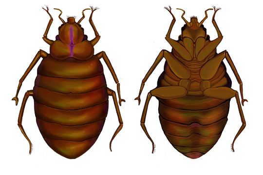 The image displays a photographic drawing of the parasite that causes Grogan's disease.