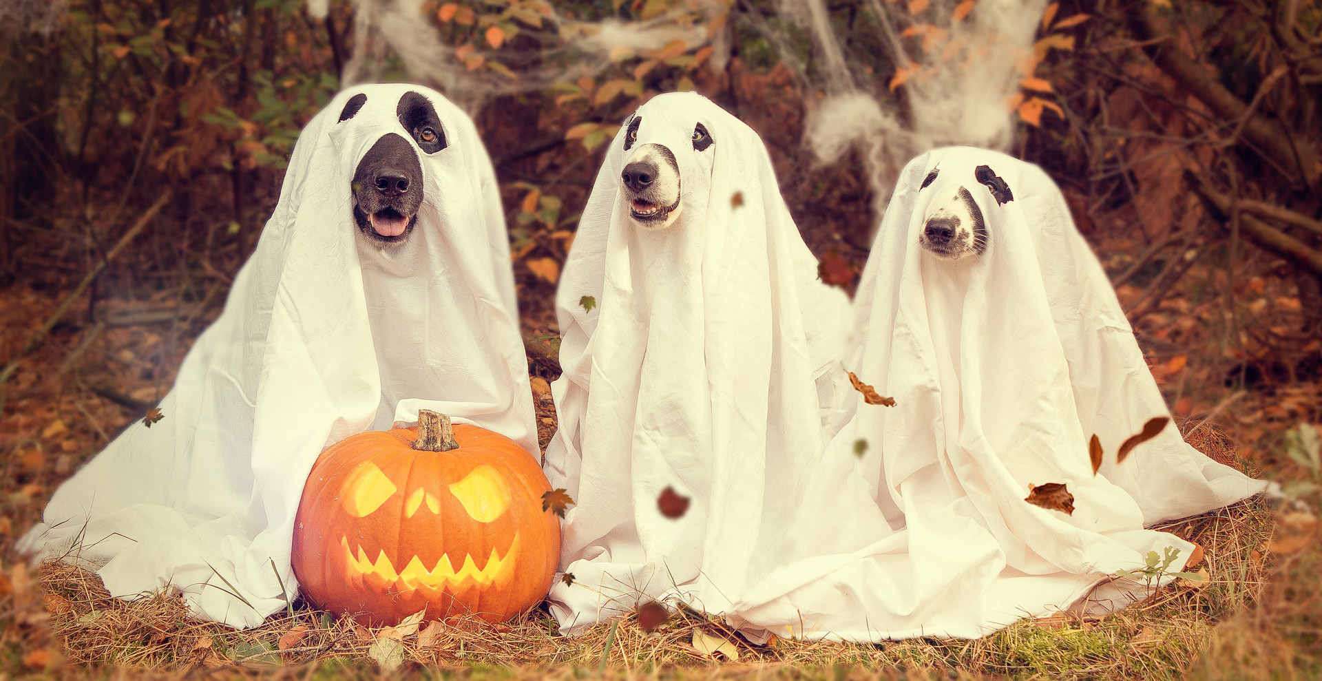 Dogs dressed up in costumes for Halloween
